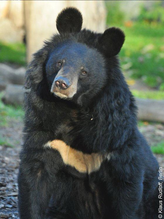 Adopce zvířete v ZOO